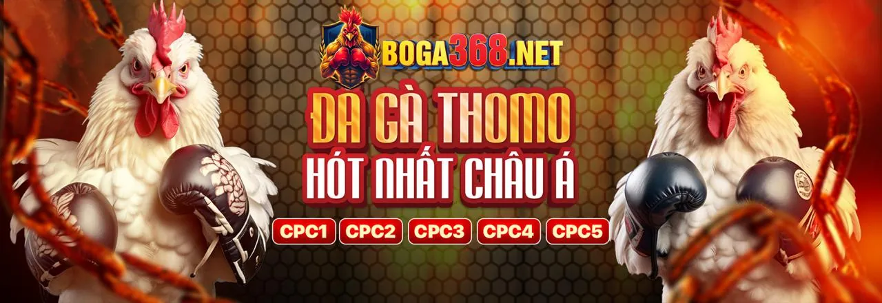 Đá Gà 555win kịch tính